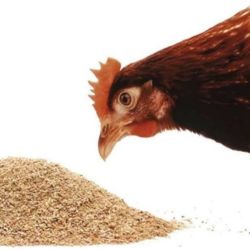 Bird Food, Poultry & Animal Food