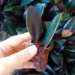 Outdoor Plant