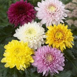Flowering Plant