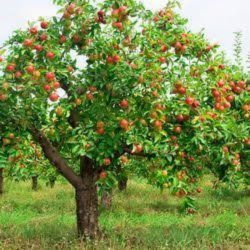 Fruit Plants