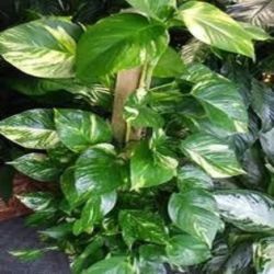 Garden Plant