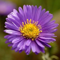 Natural Flowers